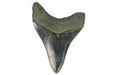 Serrated, Fossil Megalodon Tooth #124539-2